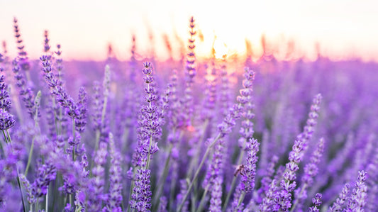 Benefits of Lavender Essential Oils