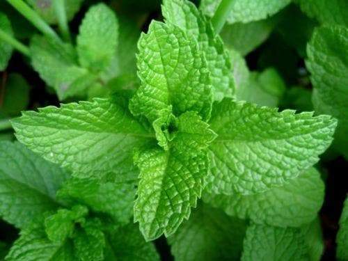 Peppermint Herb -Image may be subject to copyright.